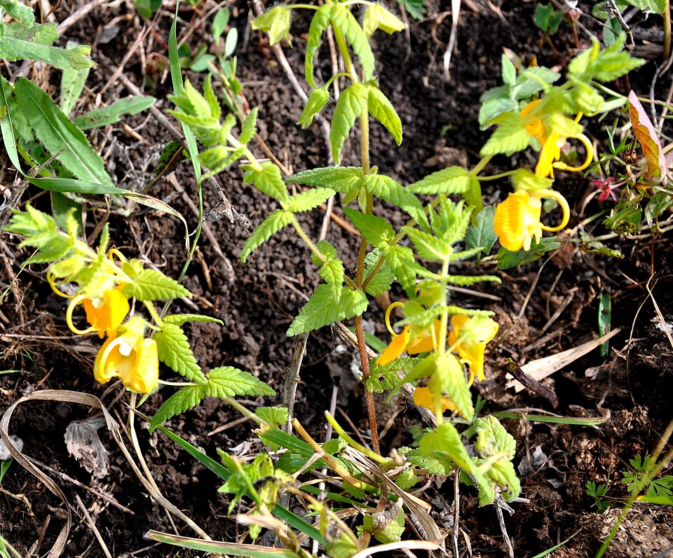 Impatiens capensis (spotted jewelweed) (alternate view 9)