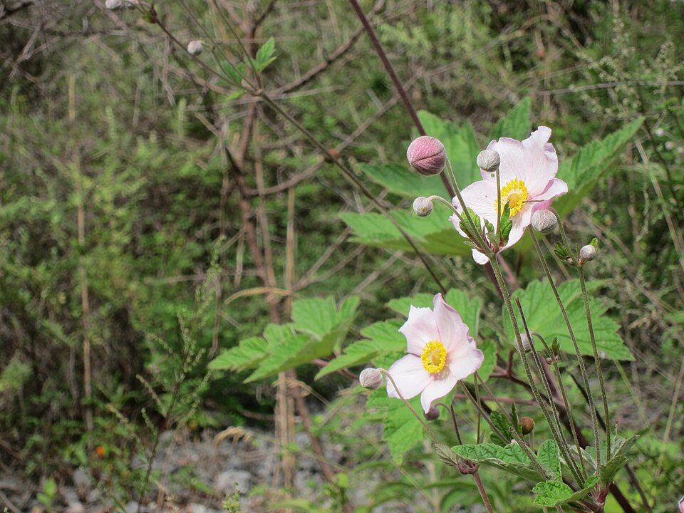 Eriocapitella hupehensis (Hubei Anemone)