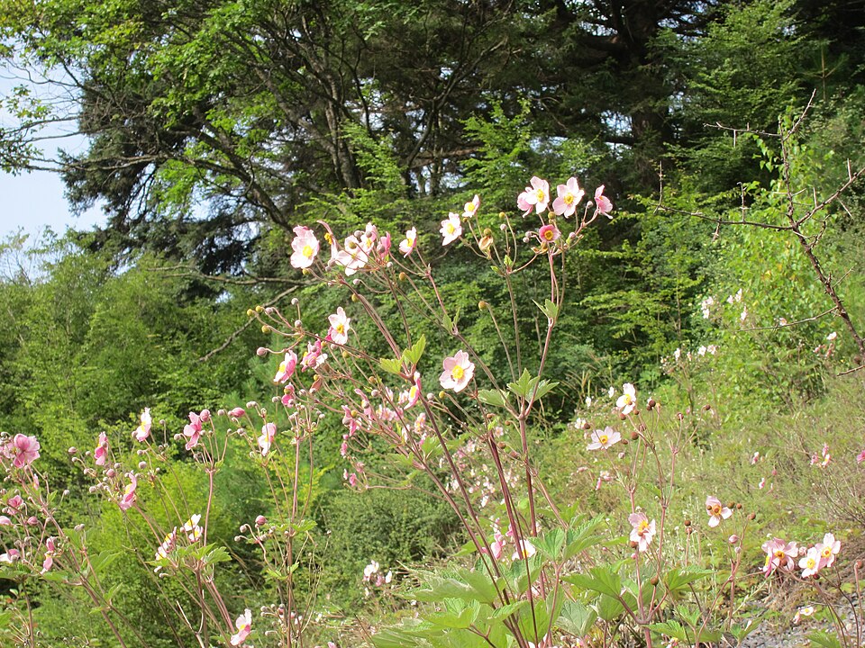 Eriocapitella hupehensis (Hubei Anemone)