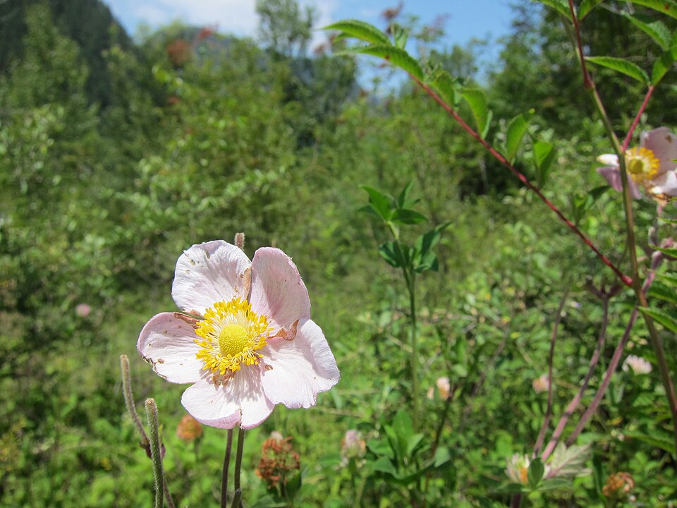 Eriocapitella hupehensis (Hubei Anemone)