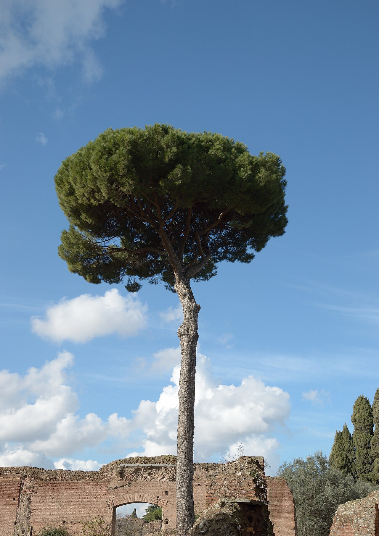 Pinus pinea (Italian Stone Pine)