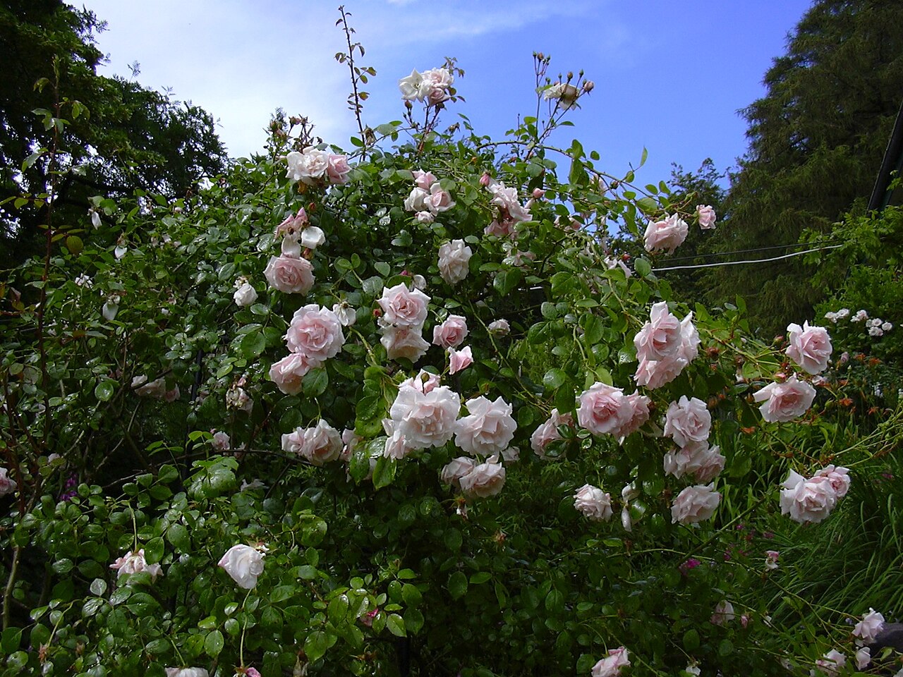 Rosa 'New Dawn', New Dawn climbing rose — climbing deciduous (Rosaceae) (image 4 of 9)