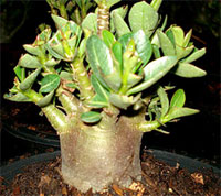Adenium obesum (Desert Rose) (alternate view 6)