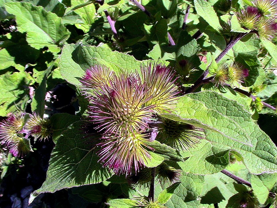 Arctium minus (burrdock) (alternate view 9)