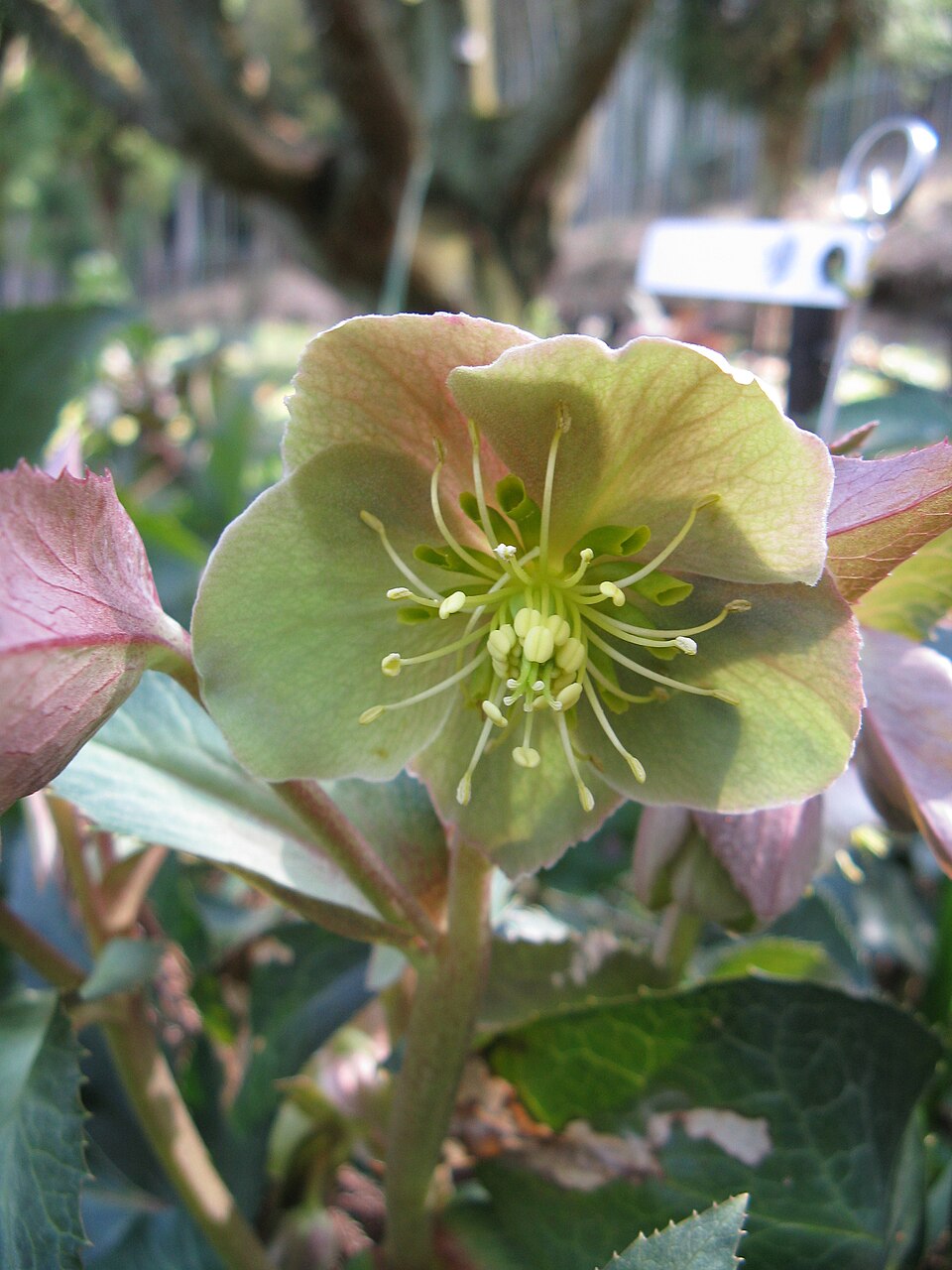 Helleborus sternii (Stern's Hellebore)