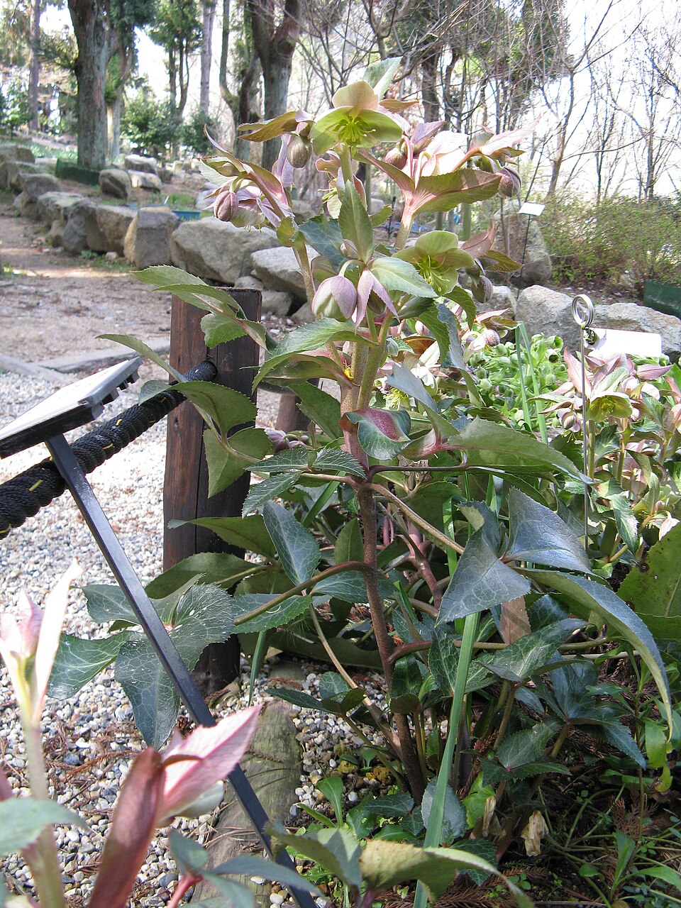 Helleborus sternii (Stern's Hellebore) (alternate view 2)