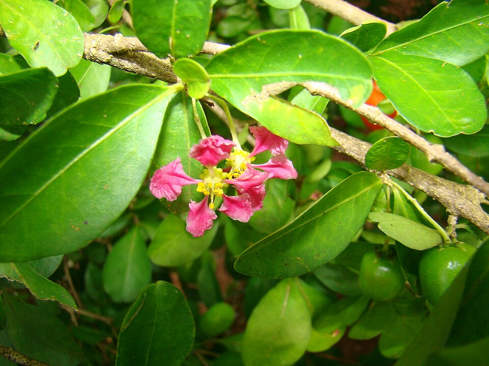 Malpighia emarginata (Acerola Cherry) (alternate view 5)