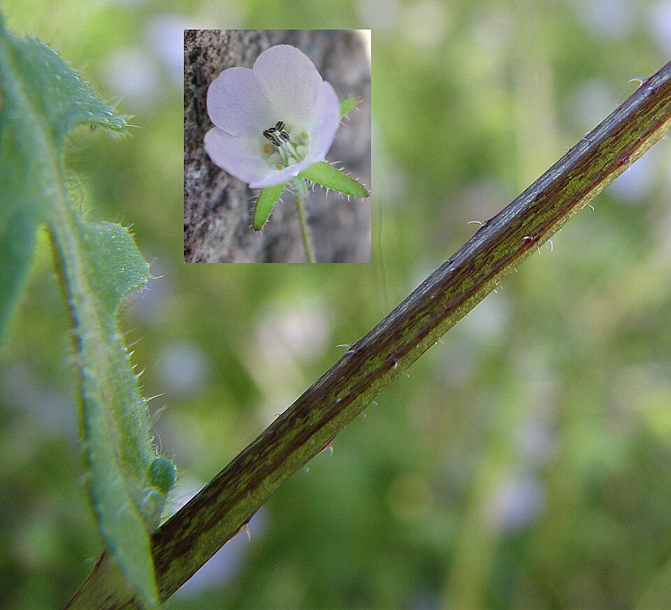 Pholistoma auritum (Fiesta Flower) (alternate view 7)