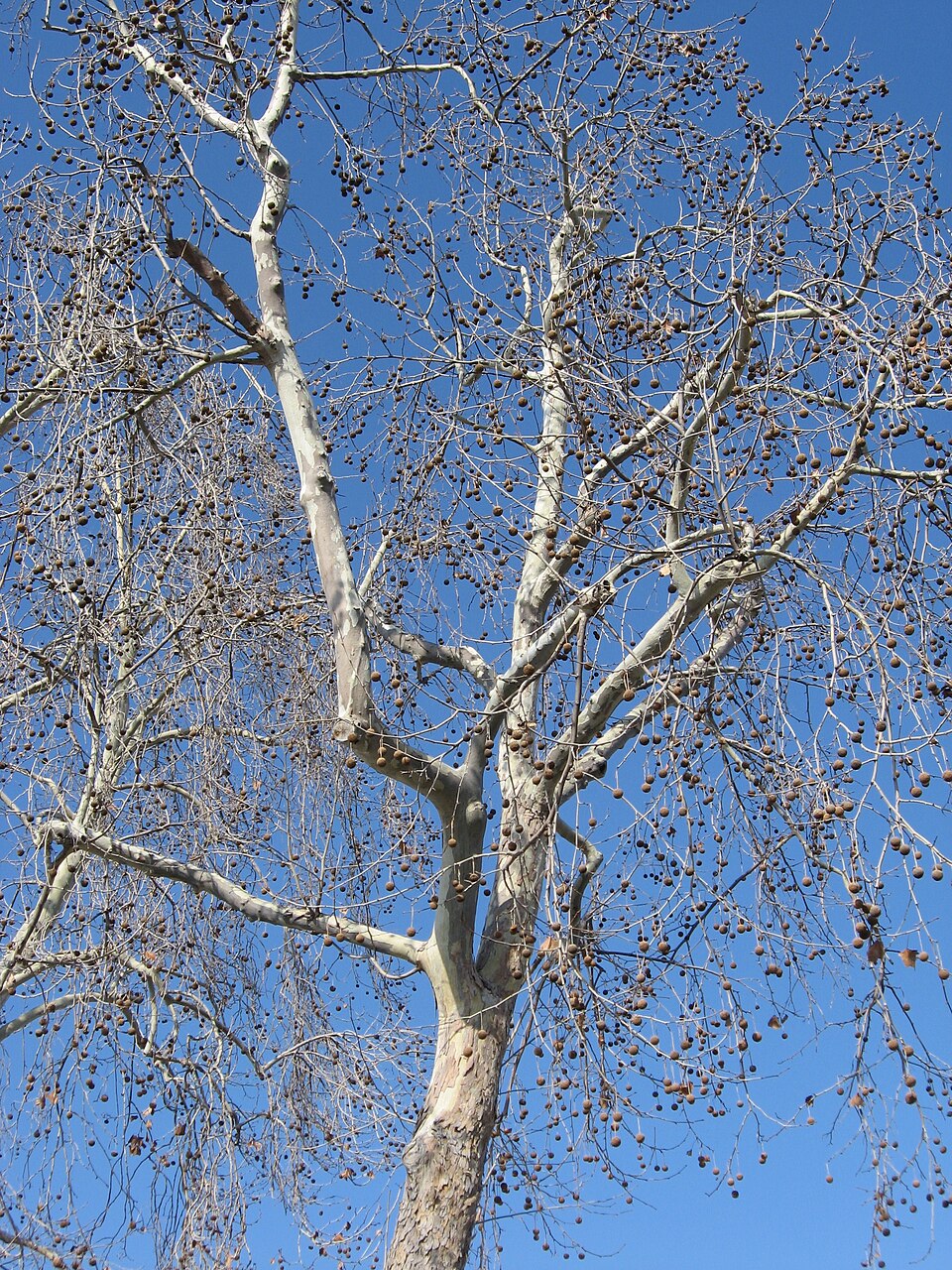 Platanus racemosa (California Sycamore)