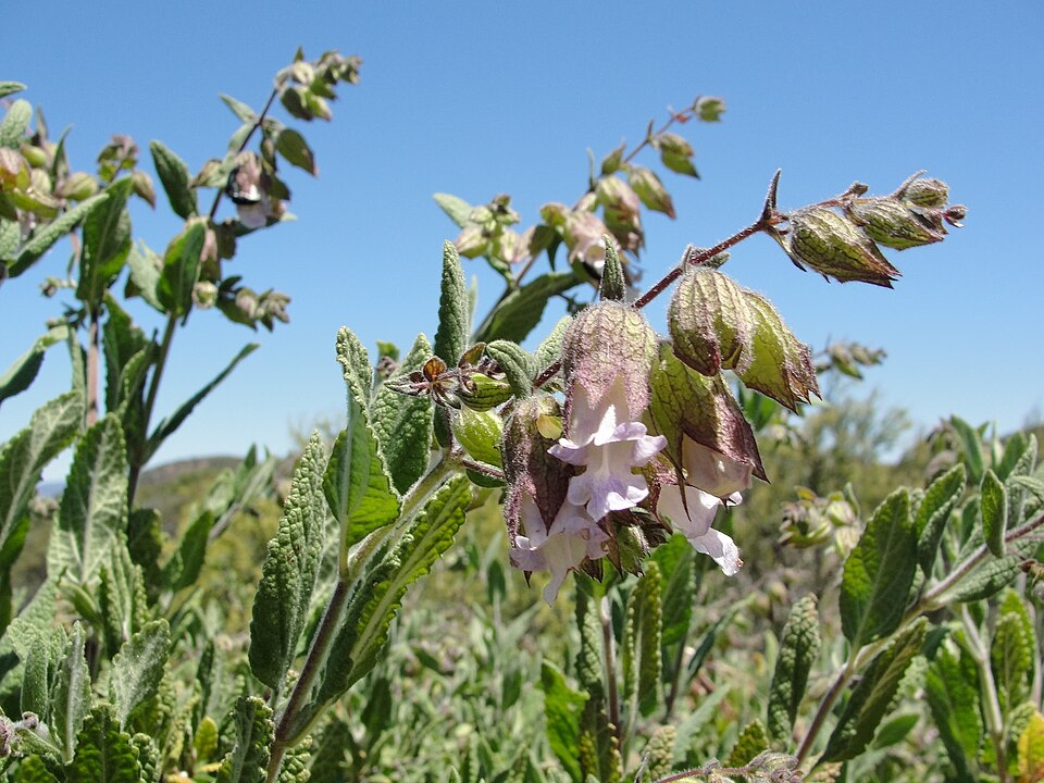 Lepechinia calycina (California Pitcher Sage) (alternate view 9)