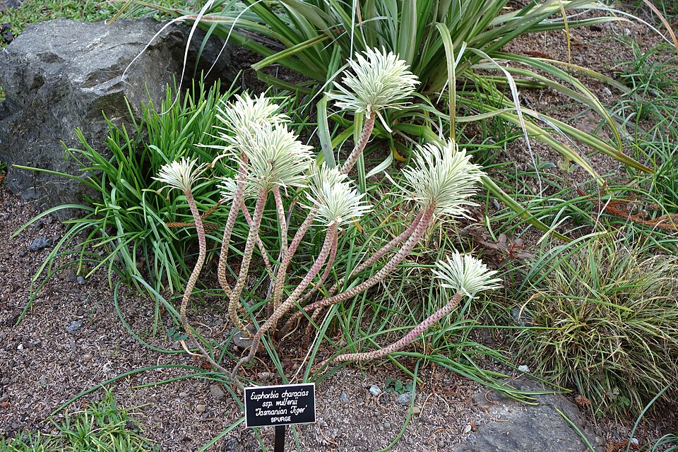 Euphorbia characias ssp. 'Tasmanian Tiger' (Tasmanian Tiger Spurge)