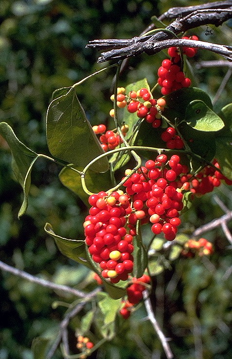 Nephroia carolina (Carolina snailseed)