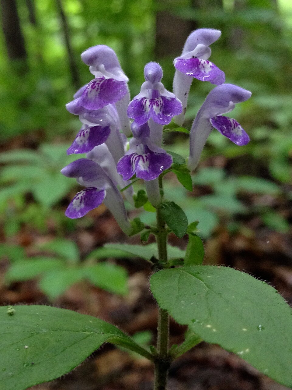 Scutellaria elliptica (Hairy Skullcap) (alternate view 8)