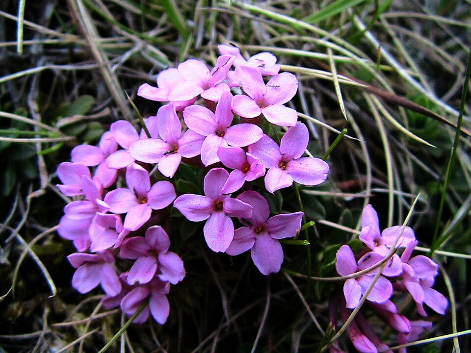 Daphne cneorum (Rose Daphne) (alternate view 9)