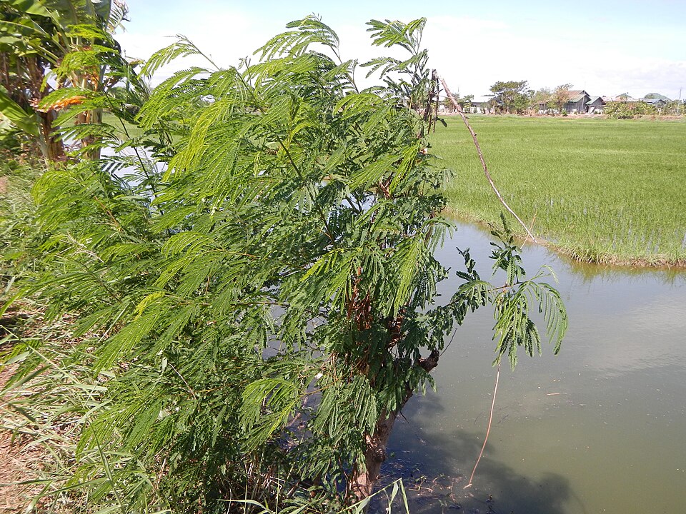 Leucaena leucocephala (White leadtree)