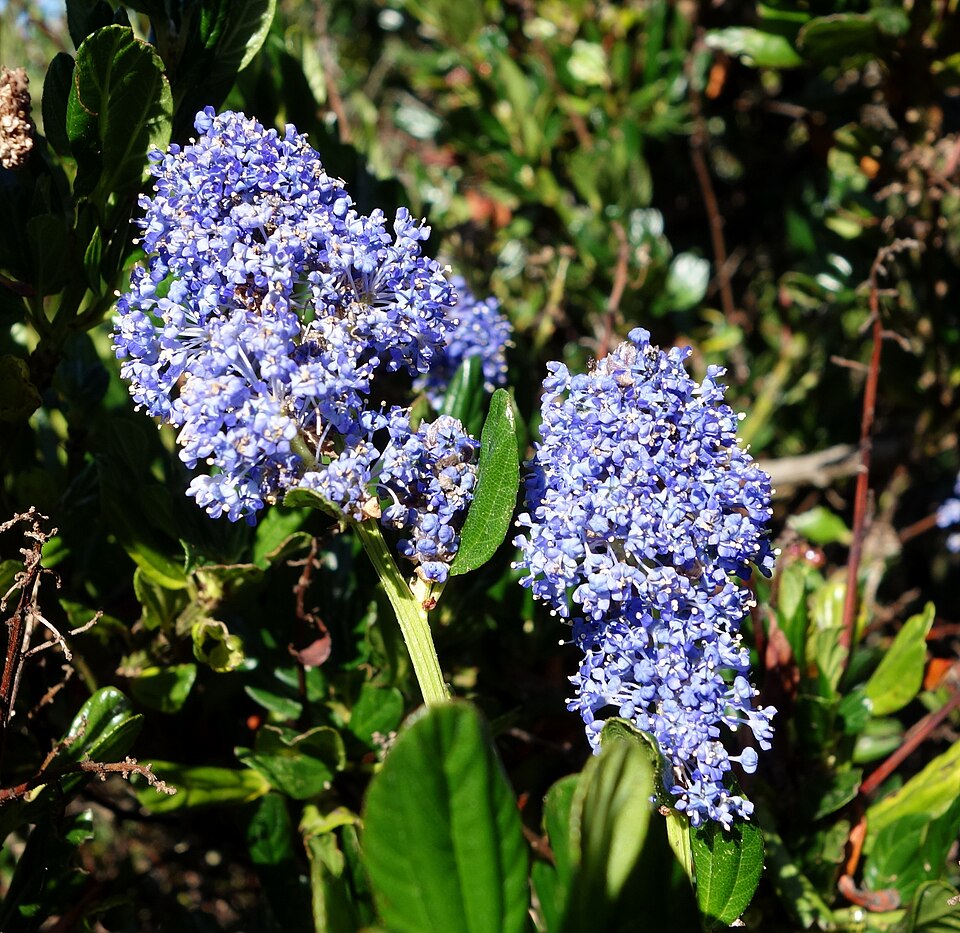 Ceanothus gloriosus (Point Reyes ceanothus) (alternate view 7)