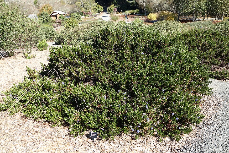Ceanothus gloriosus (Point Reyes ceanothus) (alternate view 8)