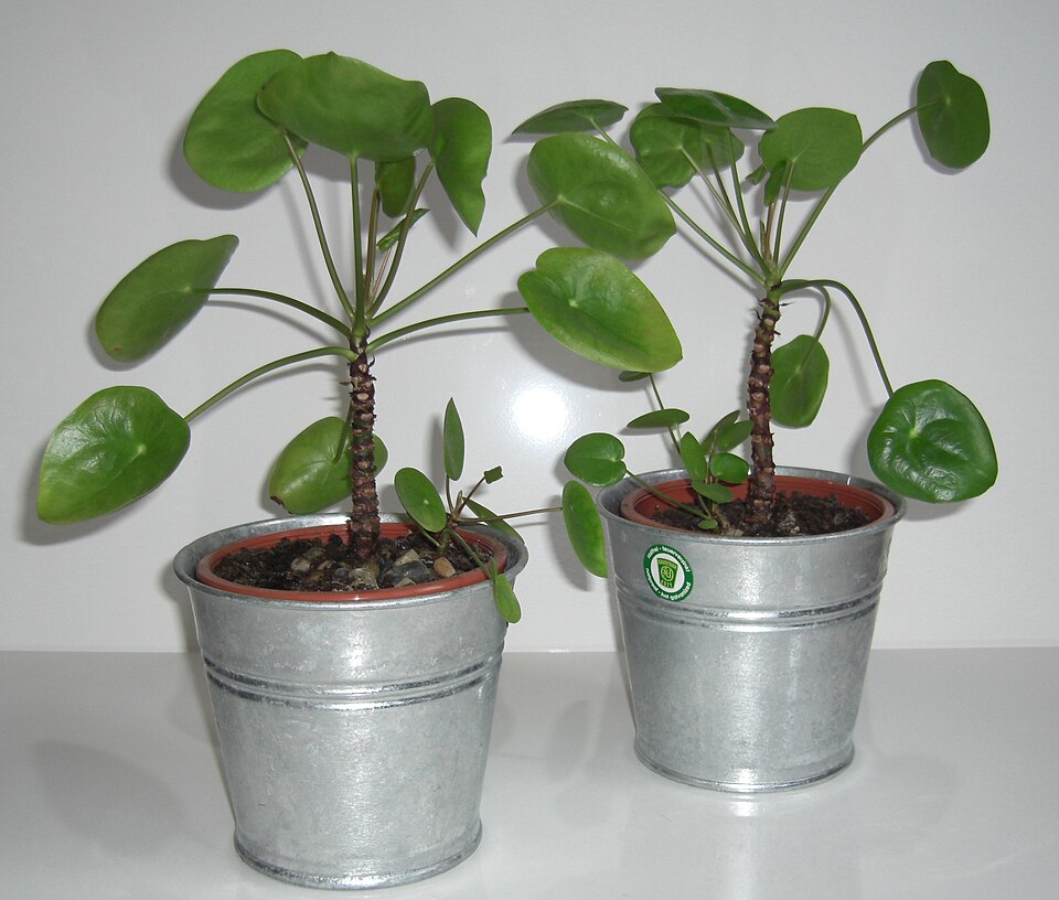Pilea peperomioides (Pilea Peperomioides) (alternate view 5)
