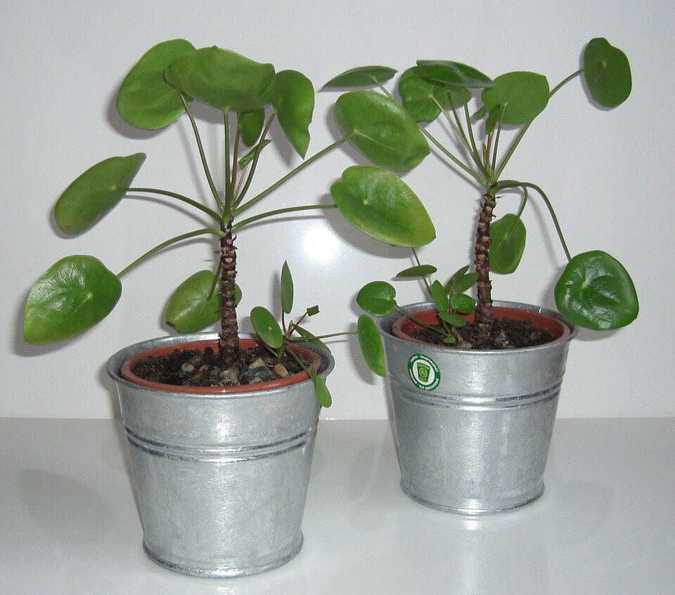 Pilea peperomioides (Pilea Peperomioides) (alternate view 6)