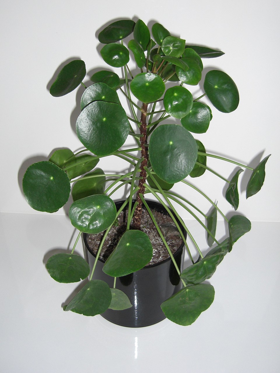 Pilea peperomioides (Pilea Peperomioides) (alternate view 7)
