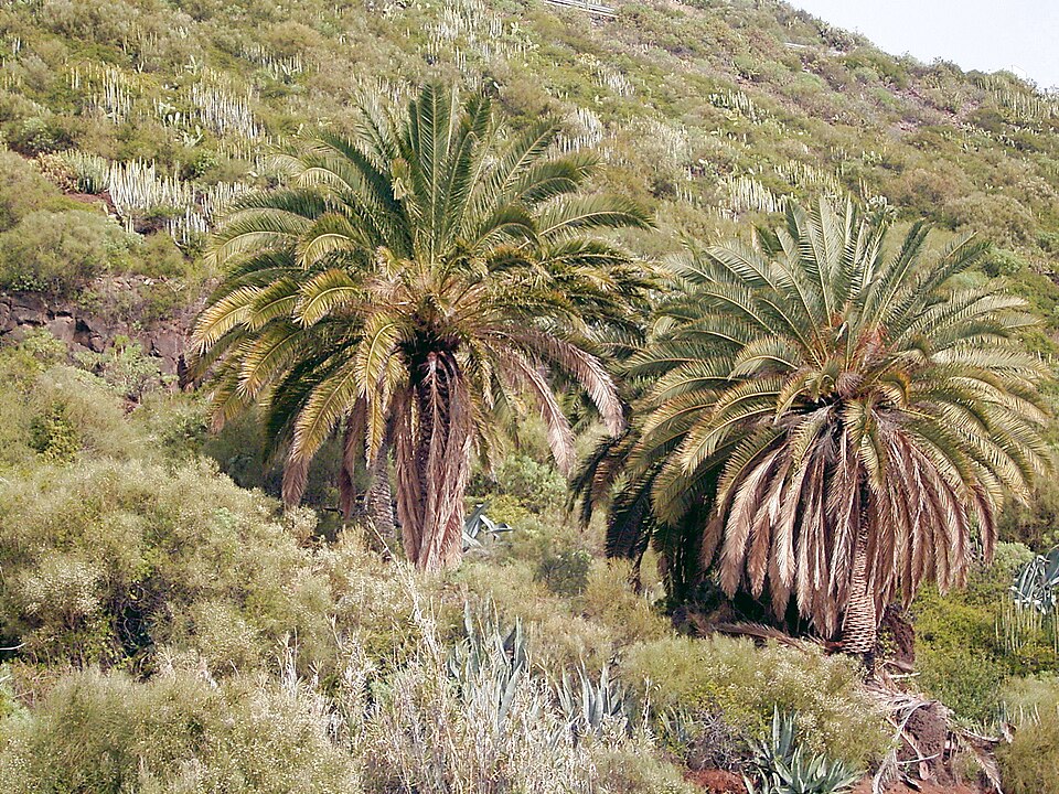 Phoenix canariensis (Canary Island palm)