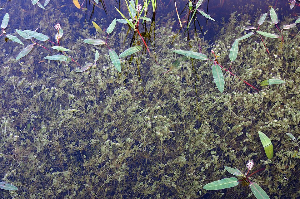 Persicaria amphibia (water smartweed)