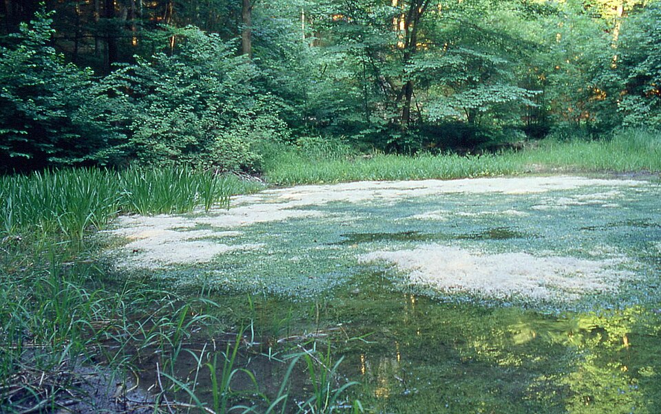 Chara (muskgrass)