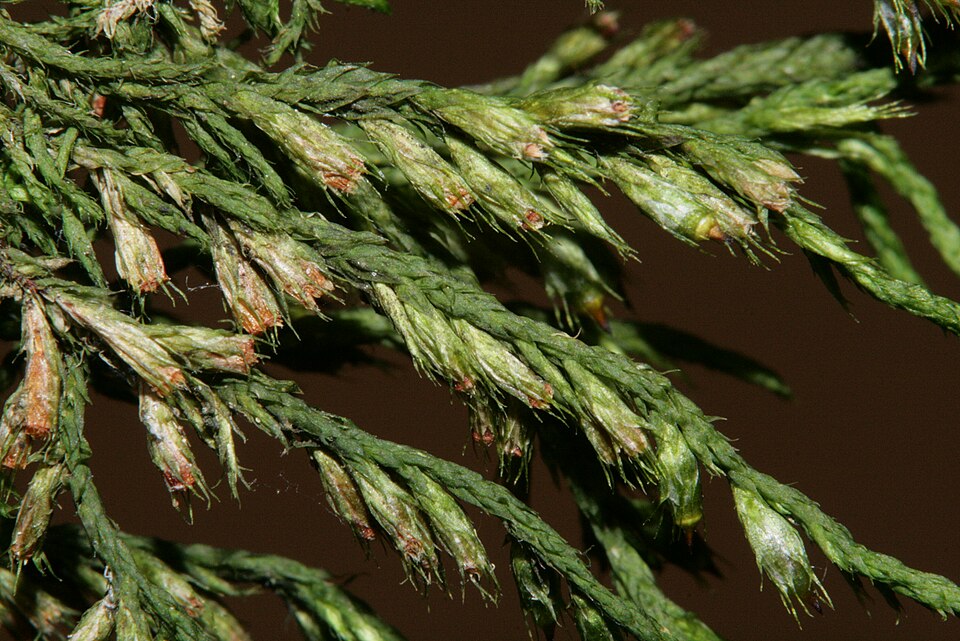 Cryphaea heteromalla (Lateral Cryphaea)
