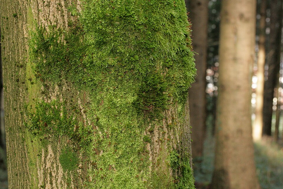 Cryphaea heteromalla (Lateral Cryphaea)