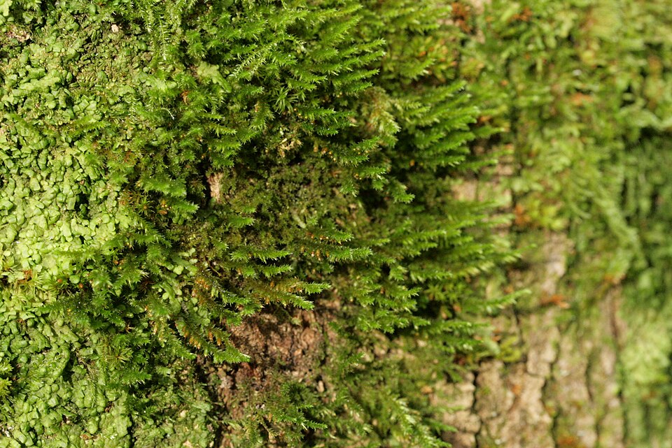 Cryphaea heteromalla (Lateral Cryphaea)