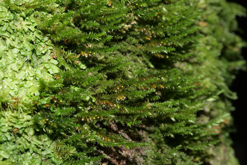 Cryphaea heteromalla (Lateral Cryphaea)