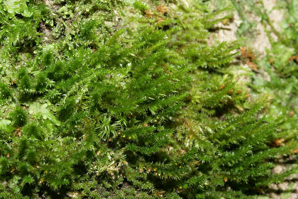 Cryphaea heteromalla (Lateral Cryphaea)