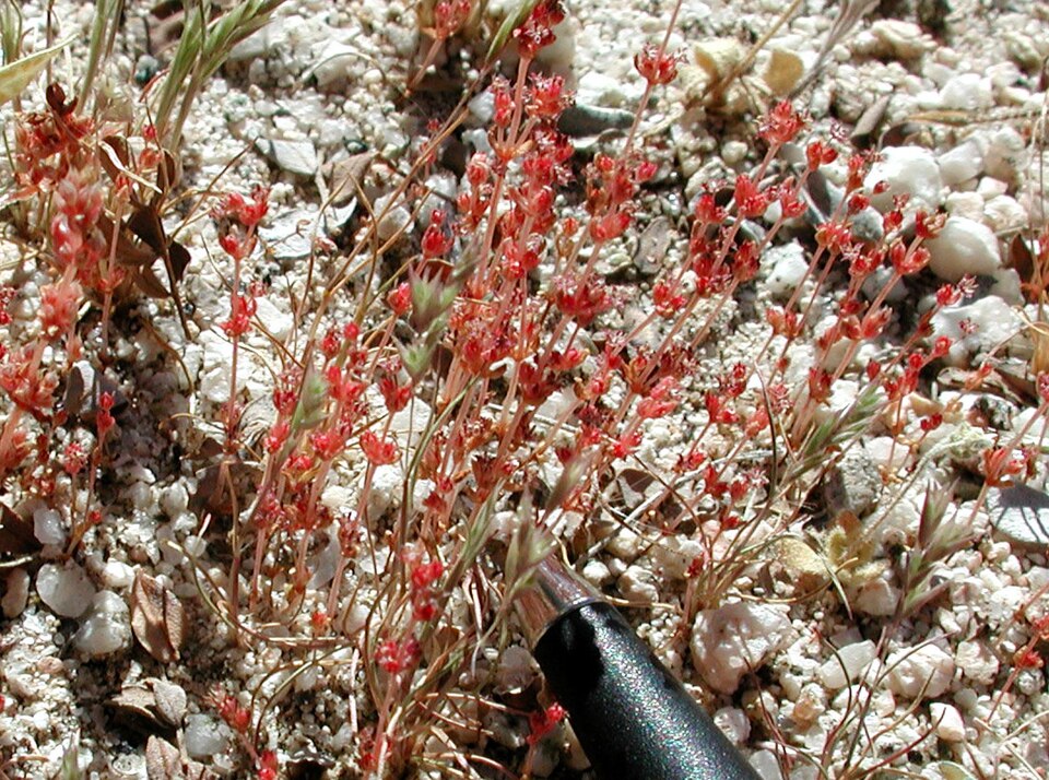 Crassula connata (sand pygmyweed)