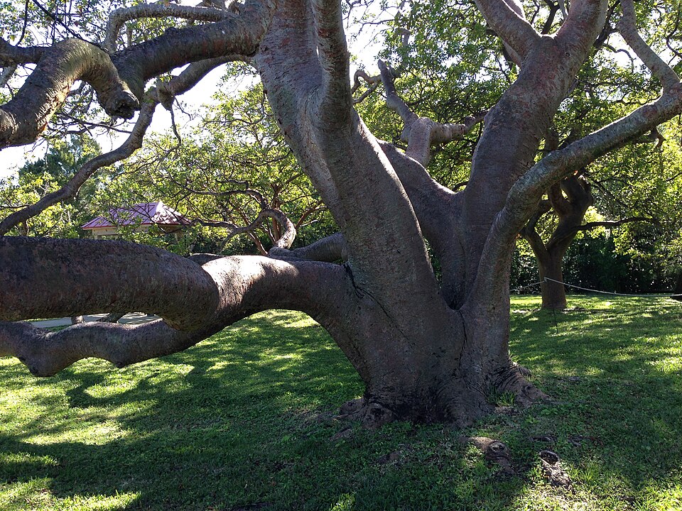 Bursera simaruba (Gumbo Limbo) (alternate view 4)