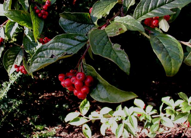 Cotoneaster bullatus (hollyberry cotoneaster) (alternate view 6)
