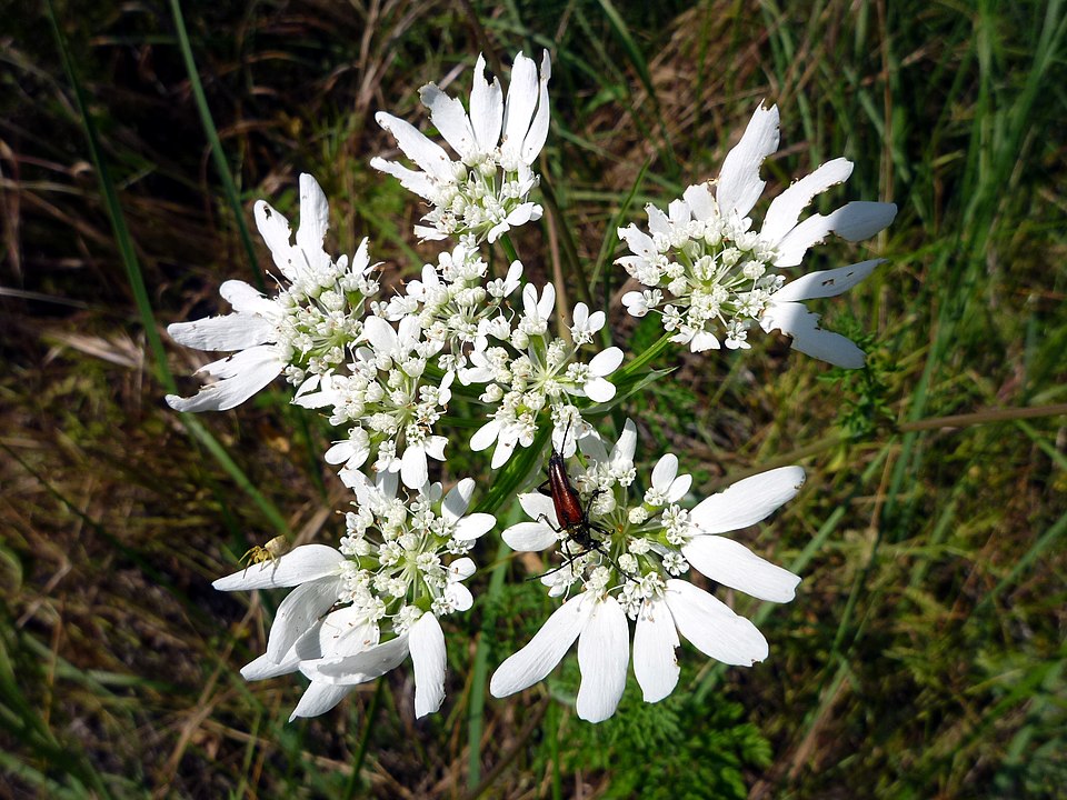 Torilis arvensis (common hedge parsley)