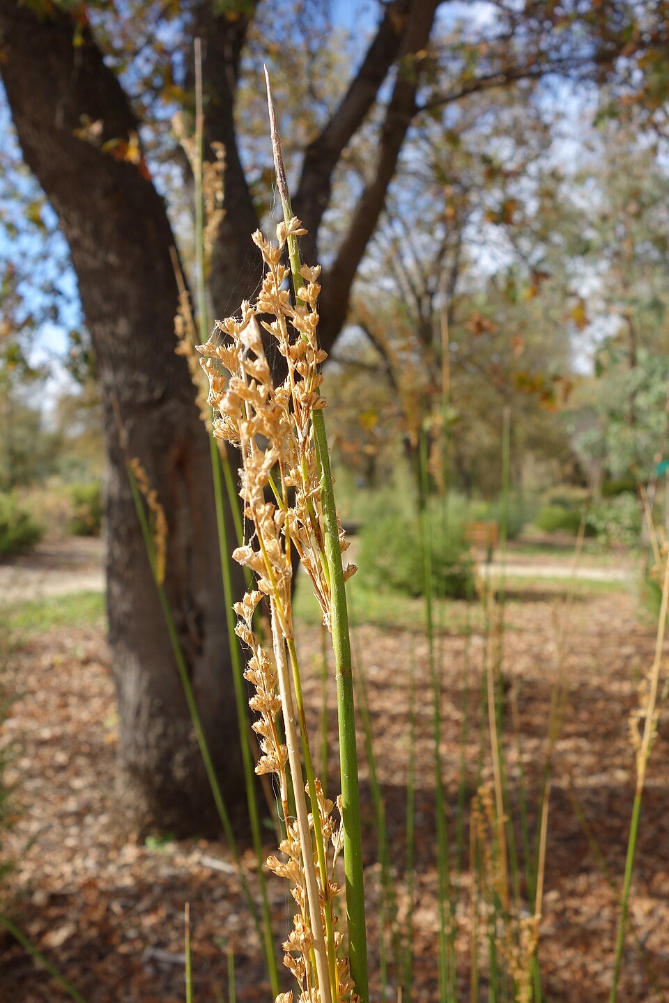 Juncus pallidus (Great Soft-rush) (alternate view 2)