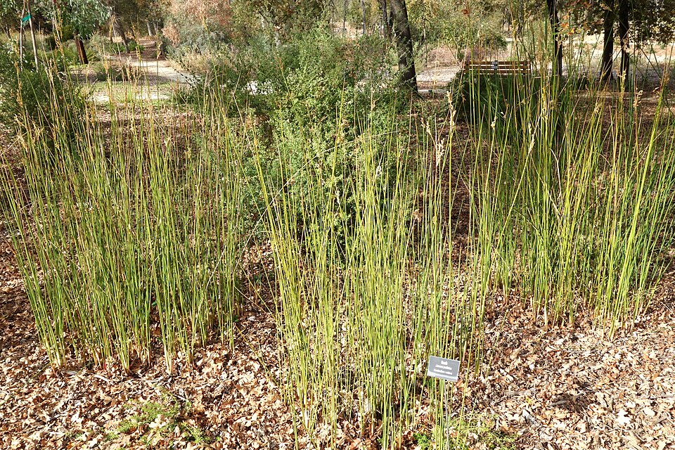 Juncus pallidus (Great Soft-rush) (alternate view 3)