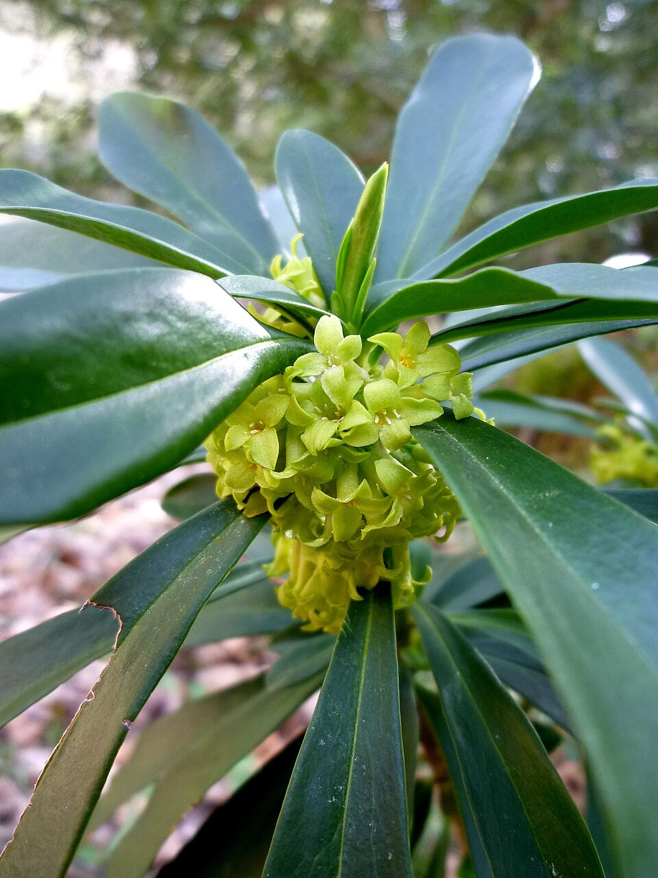 Daphne laureola (spurge daphne) (alternate view 10)