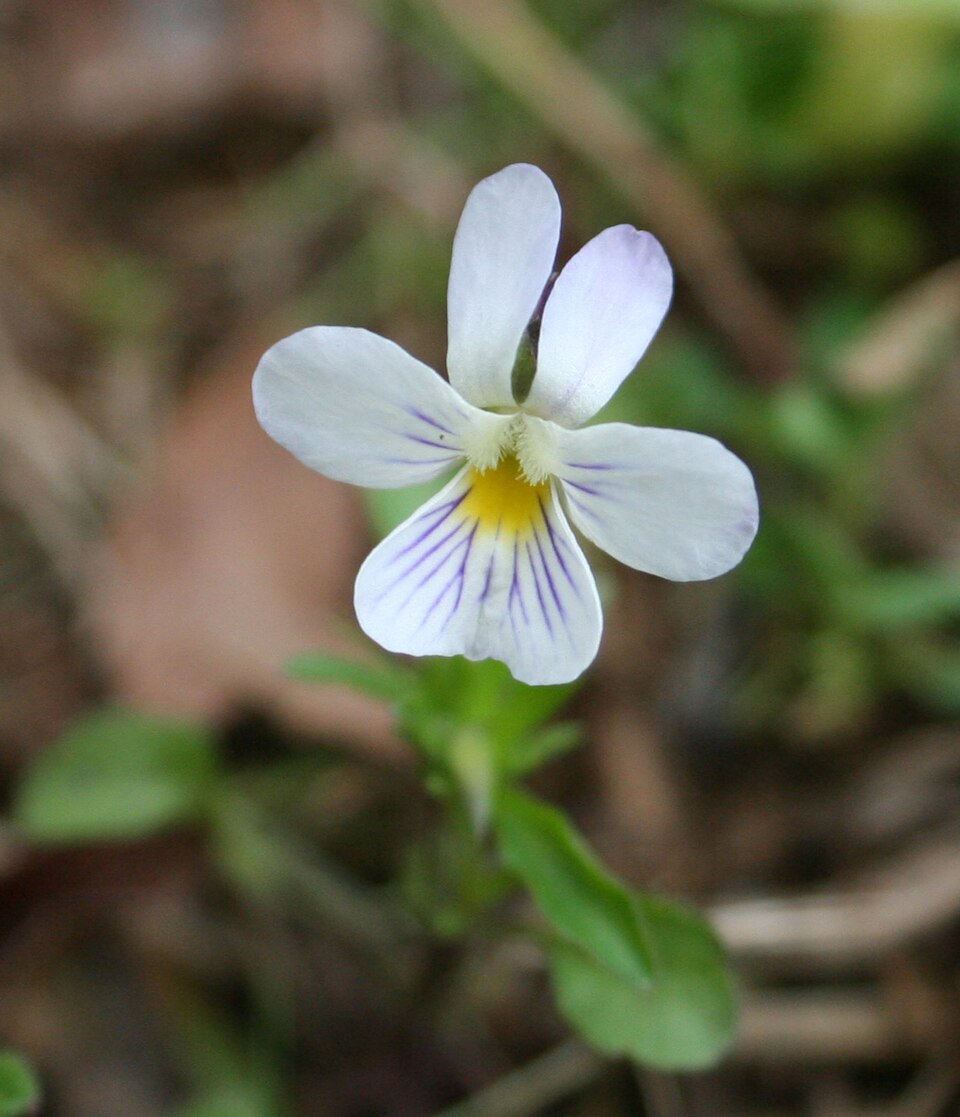 Viola rafinesquei (American field pansy) (alternate view 6)