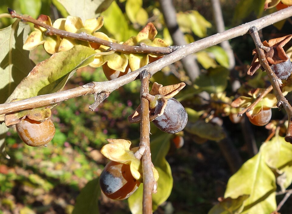 Diospyros lotus (Date Plum) (alternate view 3)
