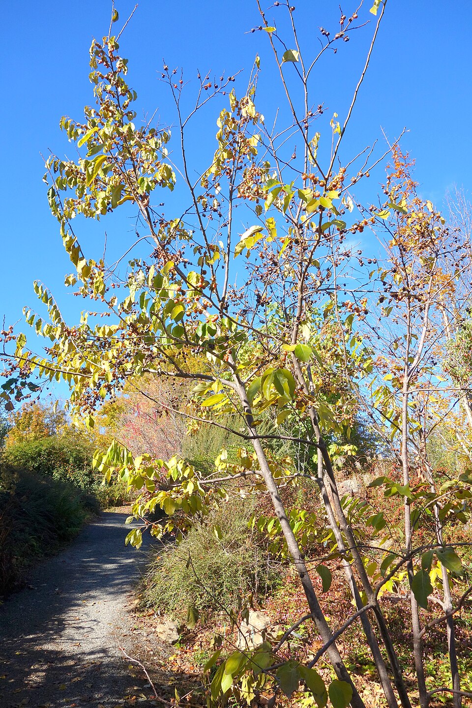 Diospyros lotus (Date Plum) (alternate view 4)