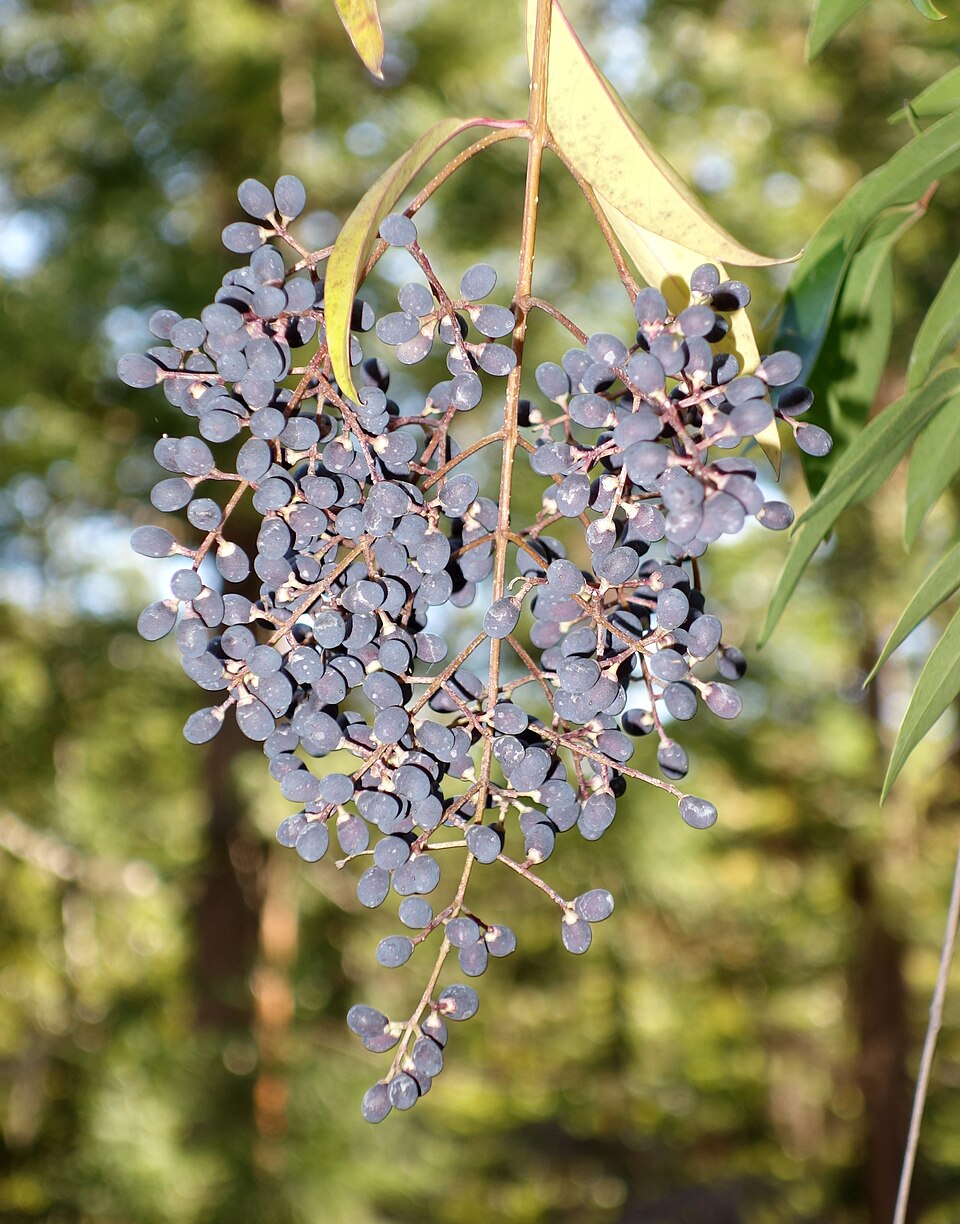 Ligustrum quihoui (Quihoui privet) (alternate view 8)