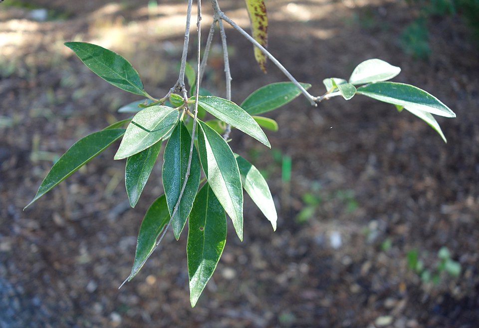 Ligustrum quihoui (Quihoui privet) (alternate view 9)