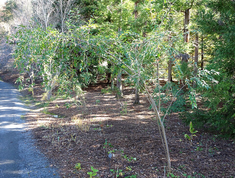 Ligustrum quihoui (Quihoui privet) (alternate view 10)