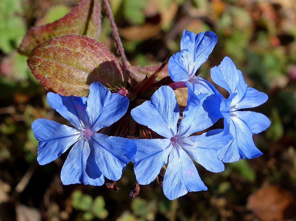 Ceratostigma willmottianum (Chinese Plumbago) (alternate view 4)