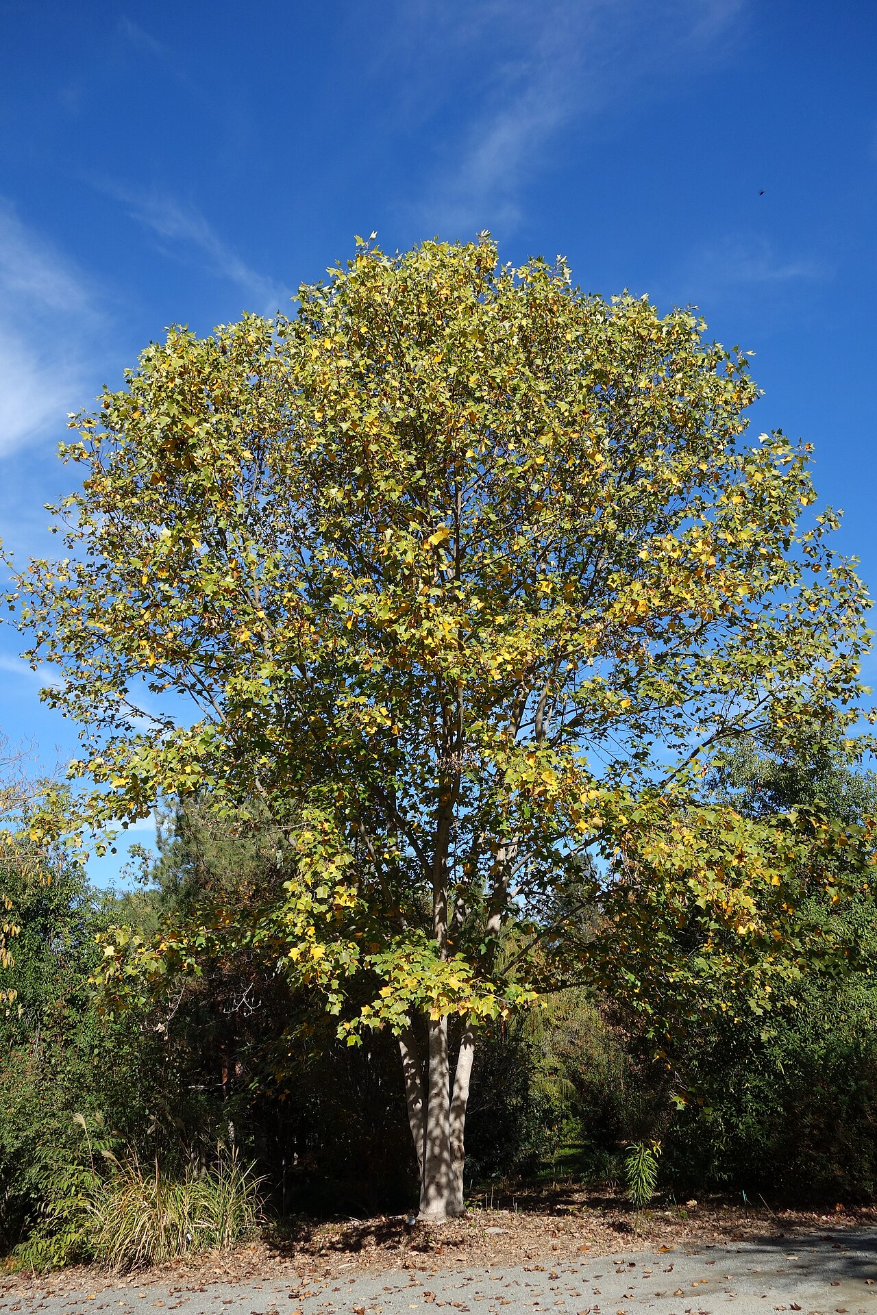 Liriodendron chinense, Chinese tulip tree — upright deciduous (Magnoliaceae) (image 7 of 8)