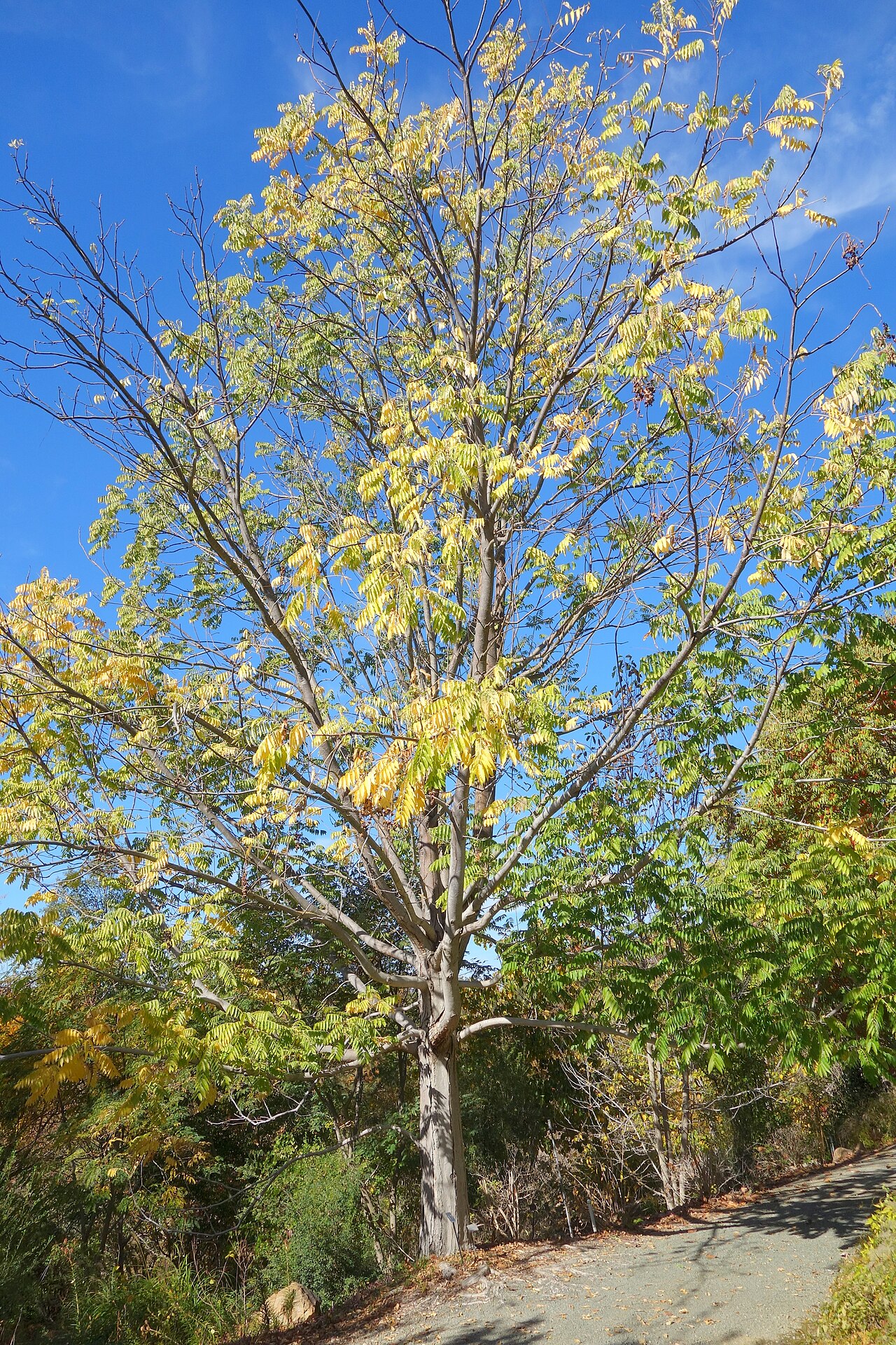 Toona sinensis, Chinese toon — upright deciduous (Meliaceae) (image 7 of 10)