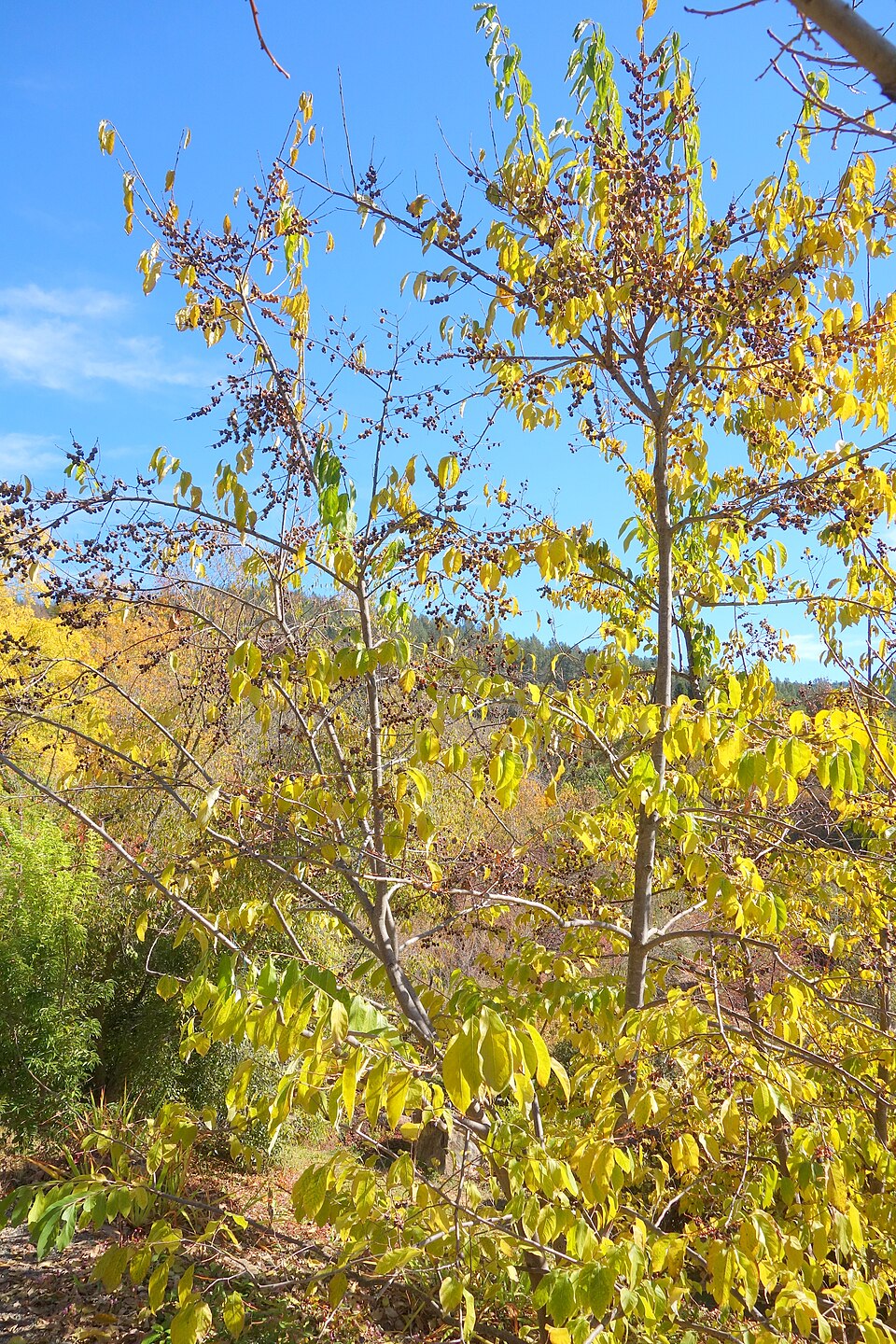 Diospyros lotus (Date Plum) (alternate view 5)
