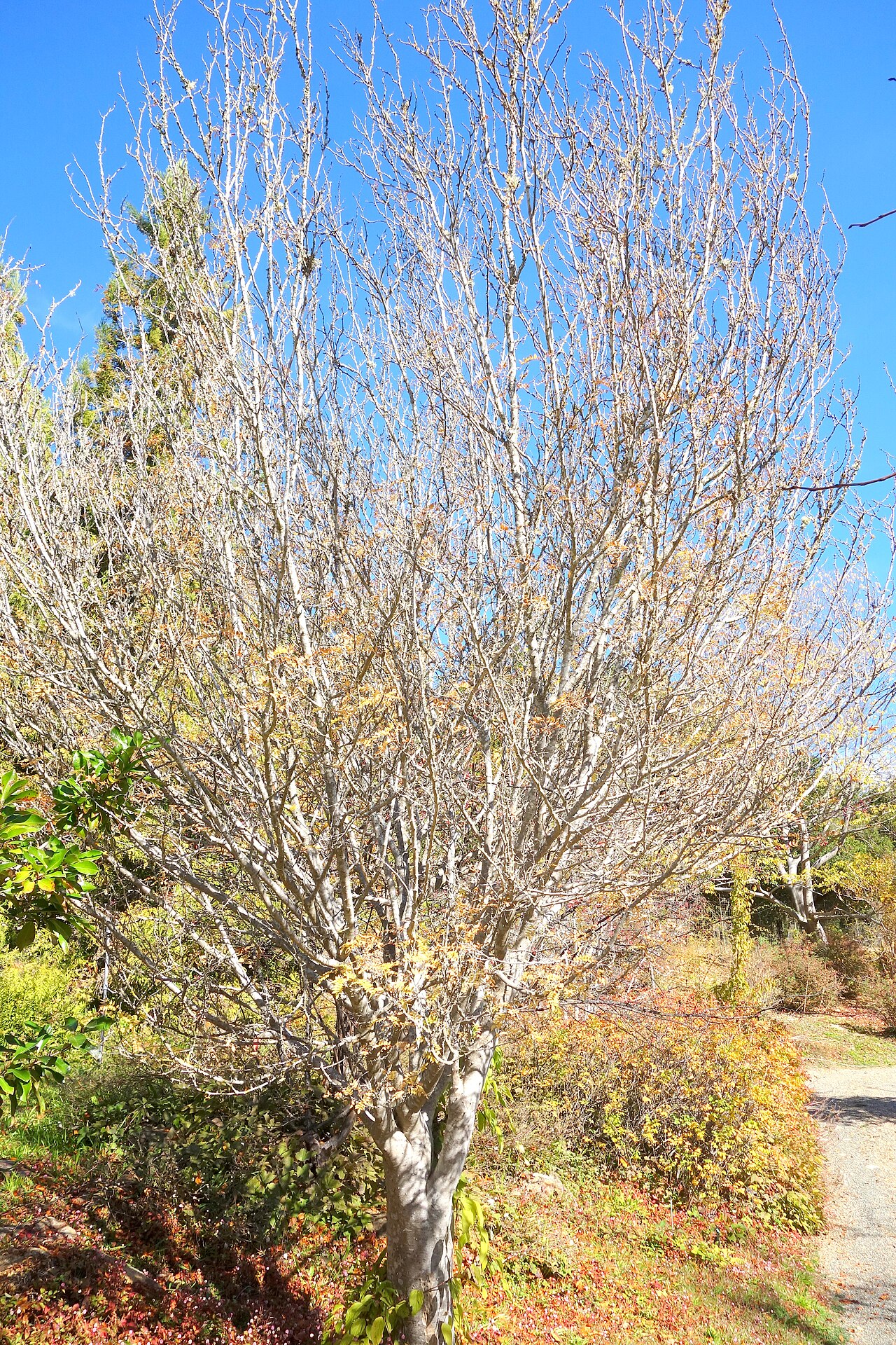 Zanthoxylum bungeanum, Sichuan pepper — upright deciduous (Rutaceae) (image 1 of 10)